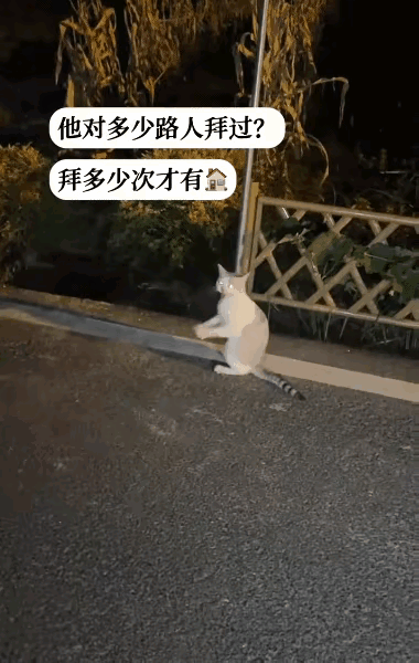 泪目了！这天夜里一位小姐姐去夜跑，当她跑到公园的一条小路上的时候，看到了令人伤感