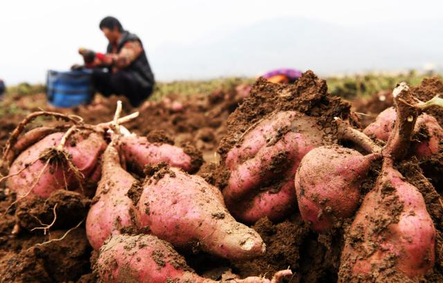 为什么红薯不能成为主粮？一位70多岁的老人告诉我：90%的人不知道亩产800