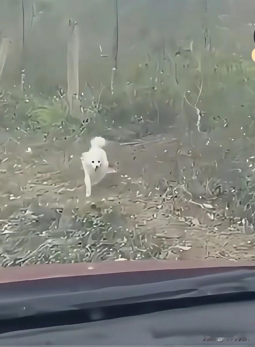 小姐姐养了十几年的狗狗离世了，她将狗狗埋好后，在回家的路上，一只白色流浪狗拦住了