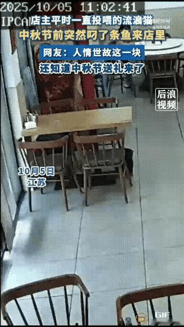 太暖了，一位饭店老板经常投喂一只流浪猫，很快他们就熟悉了起来，结果这只猫特别懂人