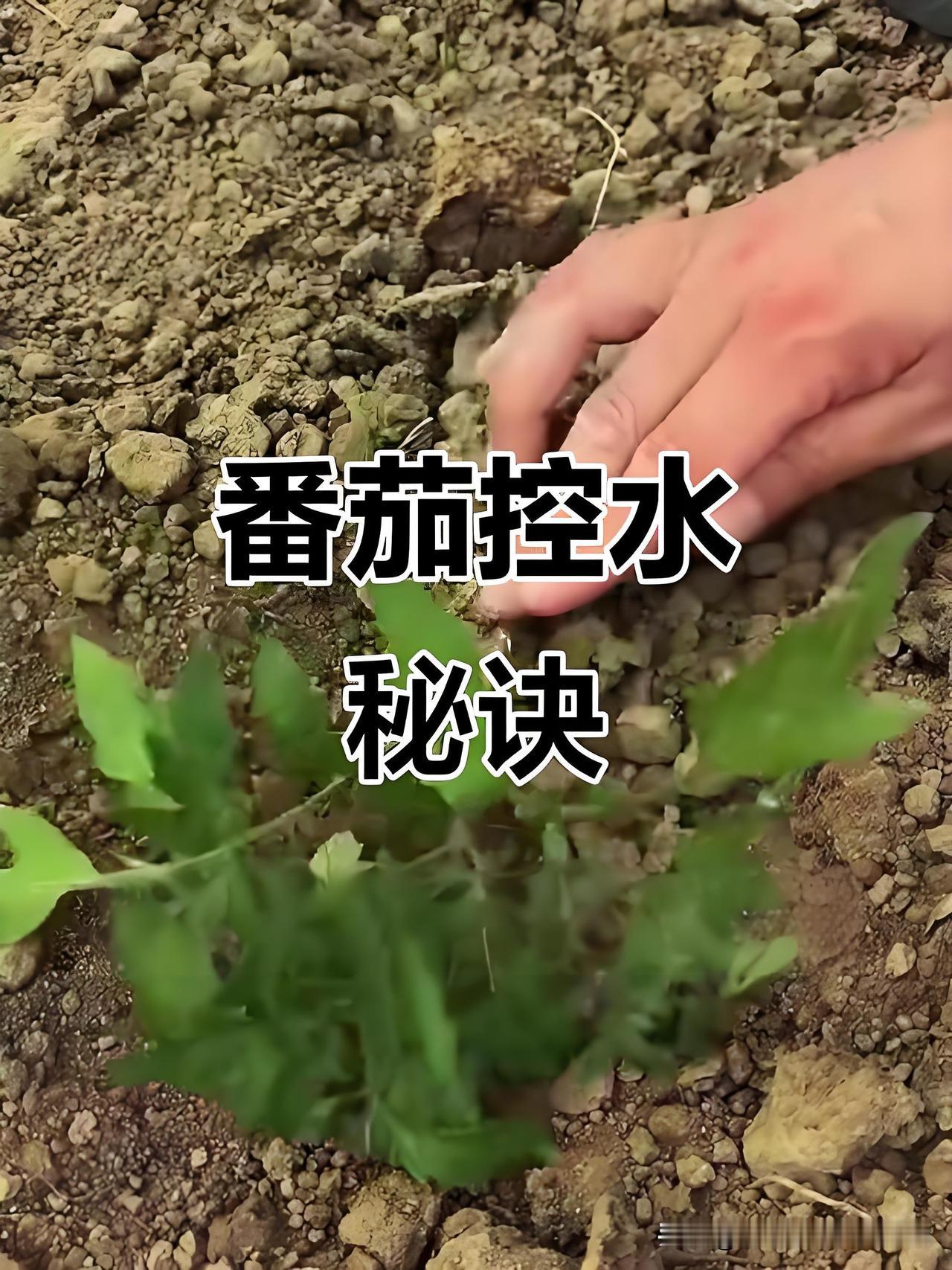 小菜园种西红柿，别信“旱不死就往死里旱”菜友们，在自家小菜园种西红柿，可别