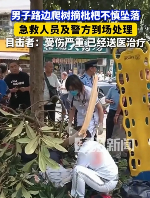 贪小便宜惹大祸！四川成都一男子为了摘未熟透的枇杷果，竟攀爬约5高的枇杷树，不料爬