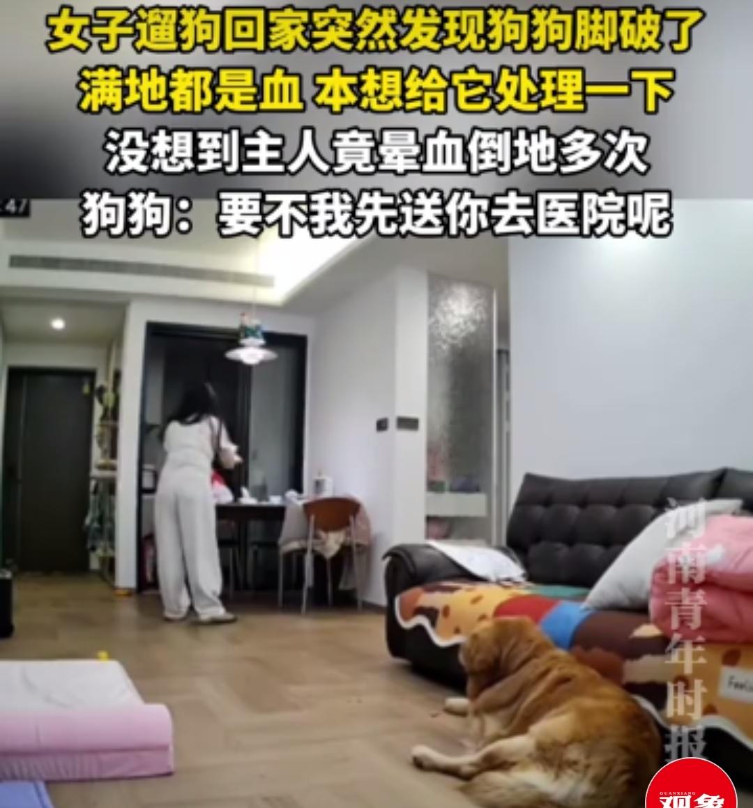 笑到肚子疼又破防！安徽女子给狗处理伤口，全程边晕血边硬撑，网友：又心疼又好笑