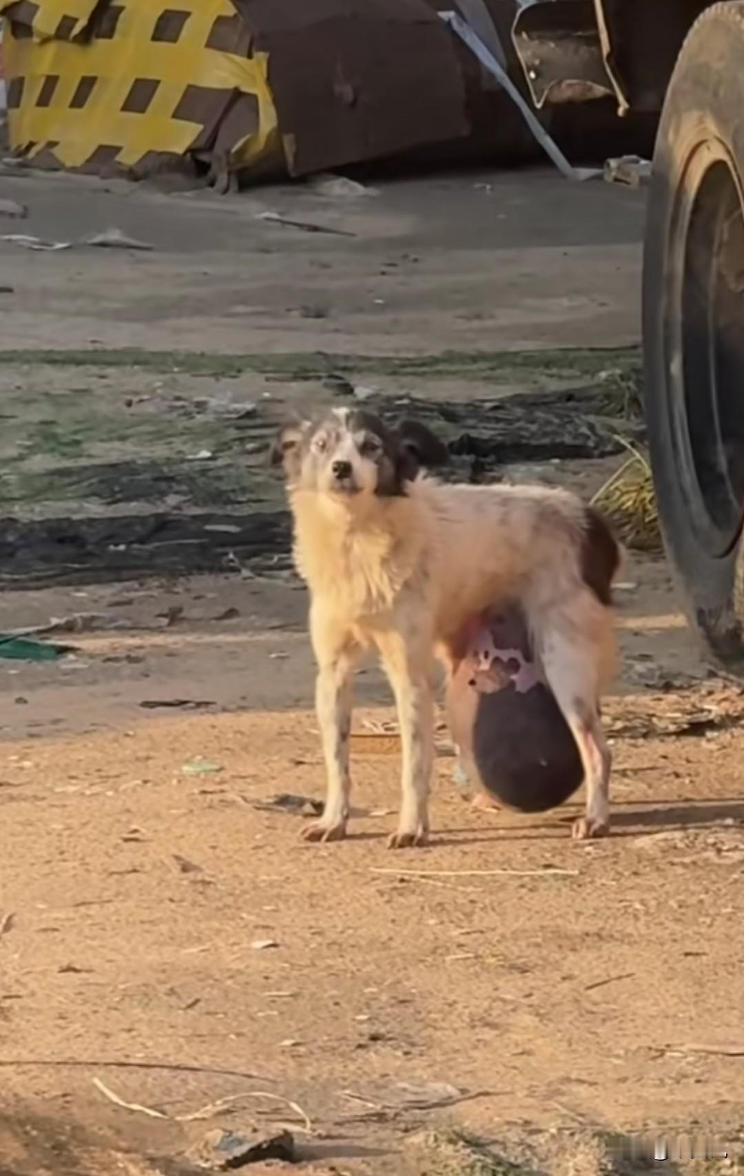 这个救狗的视频让人陷入沉思，一条流浪狗后跨下长了个超大的瘤子，沉重地吊坠在下面，