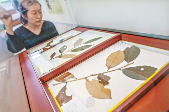 50余件文物讲述茶的前世今生