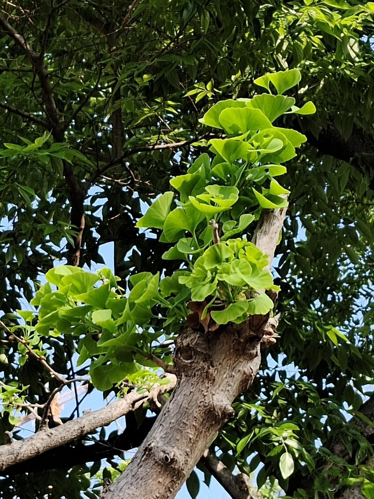 如果你听到一个人的声音就觉得烦躁，不要觉得这是自己的错，那是这个人带给了你很