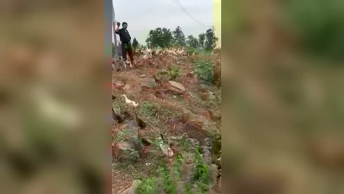 老总养鸭_养鸭场图片