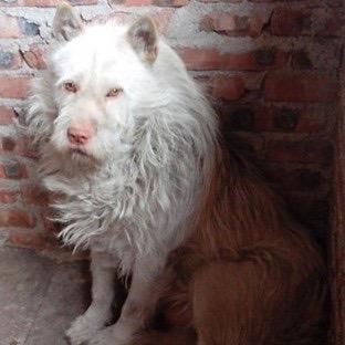 这是贵州下司犬的变种吗？脖子上的鬃毛真好看，如果它的体型不太小，体型结构舒展一些