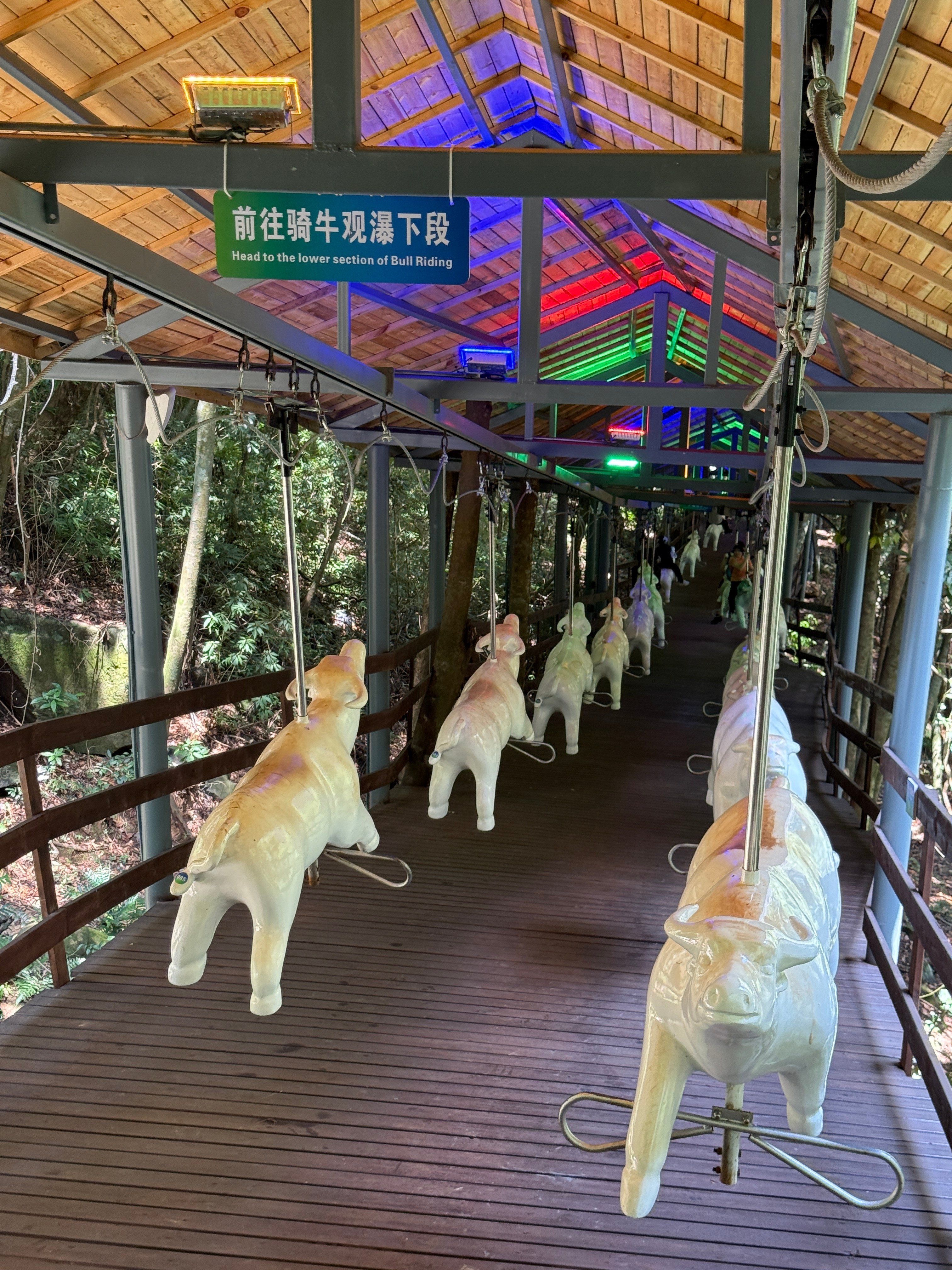 骑这牛的感觉，画面有点抽象啊这被挂着的牛感觉像菜市场刚被宰了挂着的样子[捂脸哭]