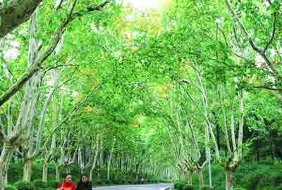 南京梧桐大道部分路段已设围挡，南京梧桐大道开启限流模式？记者实地探访部分路段已