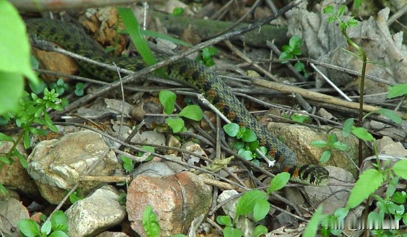 说属蛇的人最老实，这种观点未免有些片面。生肖与性格的联系，更多是一种趣味性的说法