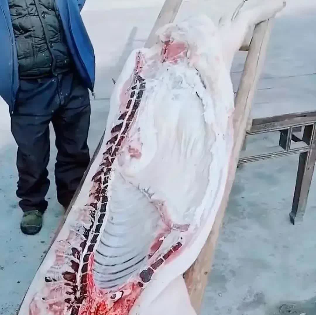 辽宁，一位村民在屠宰自家养了三年的猪时，意外发现了一个令人震惊的现象——猪的排骨