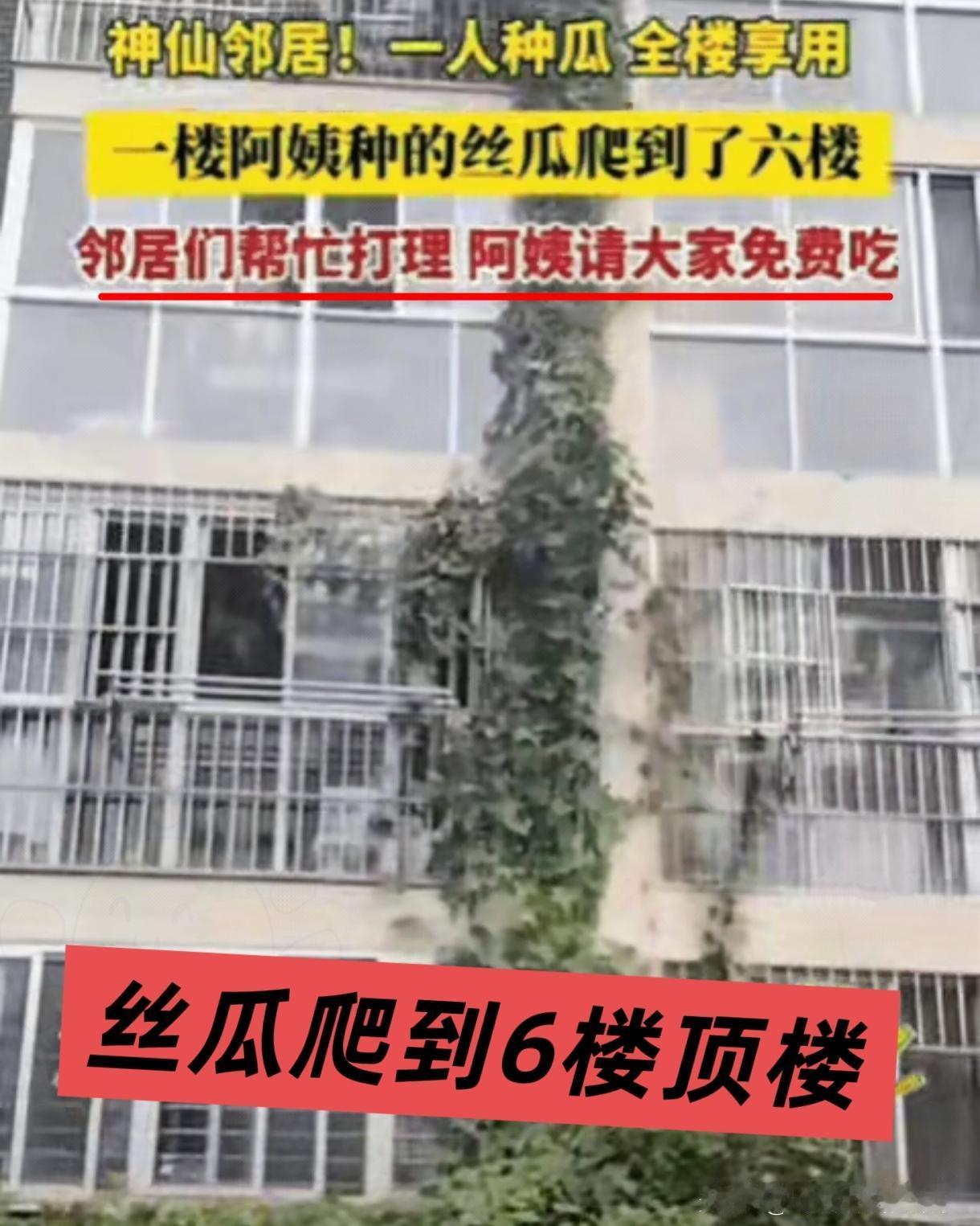 天呐！江苏连云港一栋楼因丝瓜成了“网红”！一楼阿姨退休后闲不住，种下丝瓜籽，本想