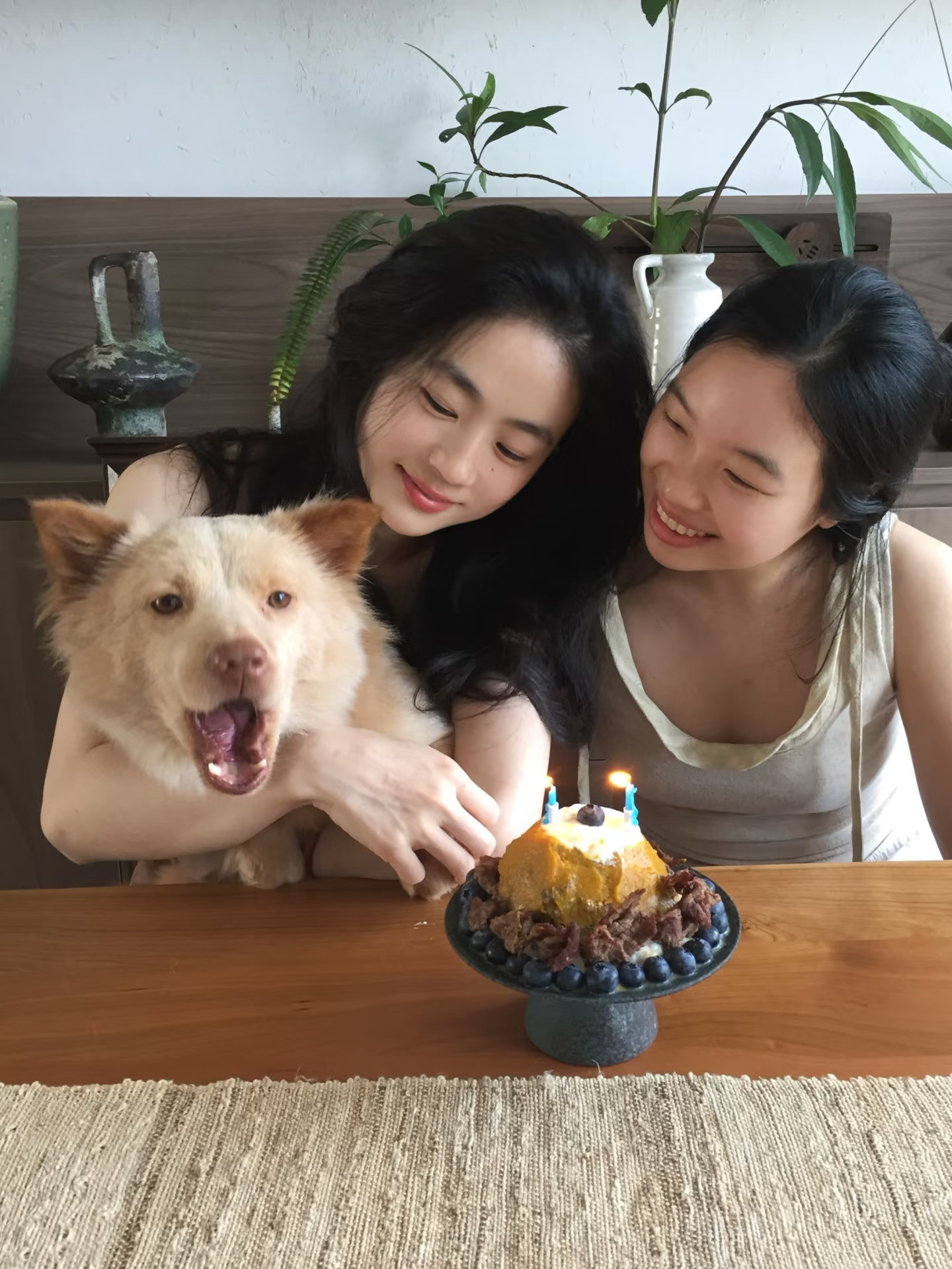 小狗生日这天