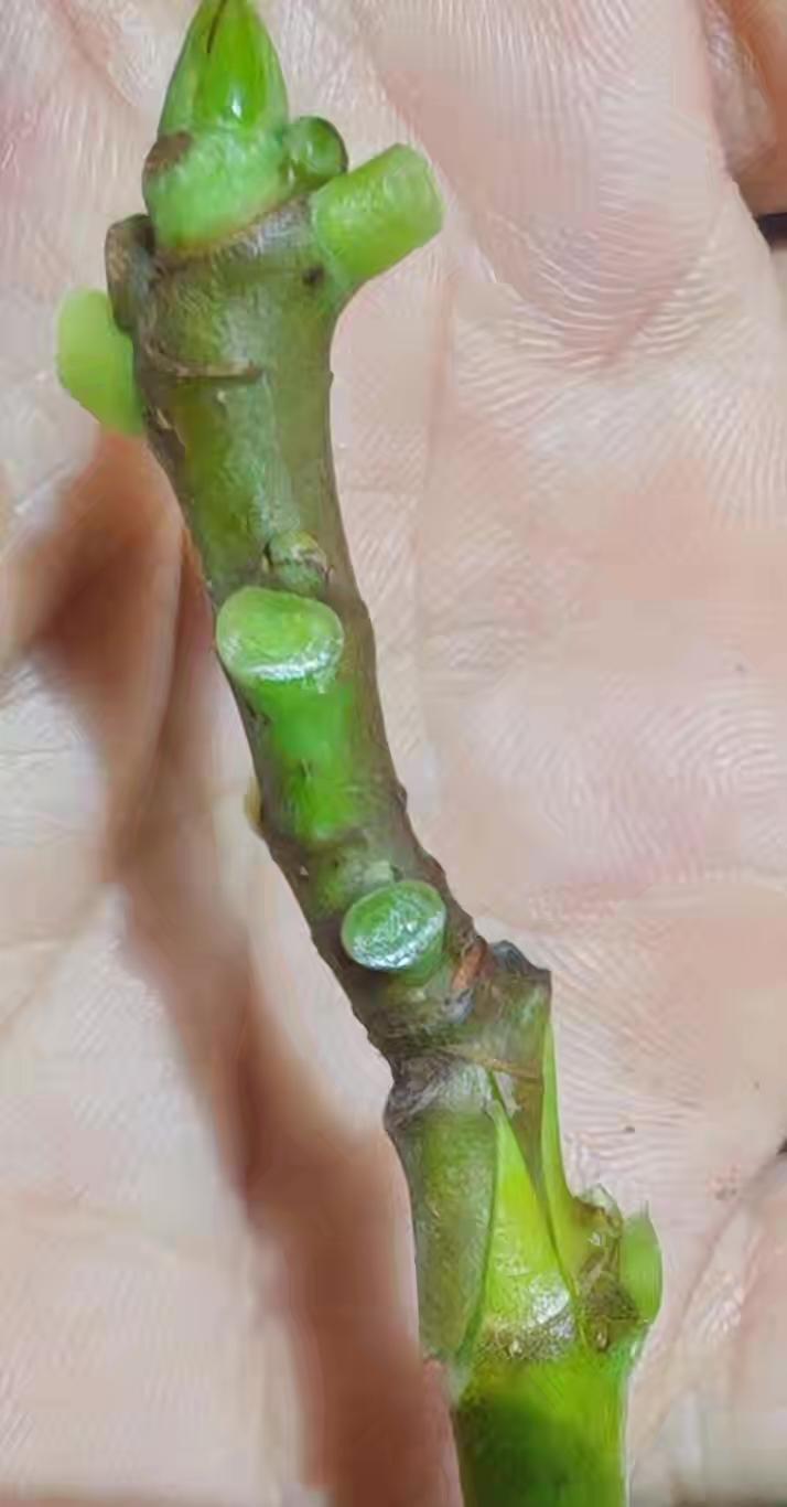 无花果嫁接还真有高手，这是师兄师姐嫁接的无花果树，接口严丝合缝。早春枝接选1-2