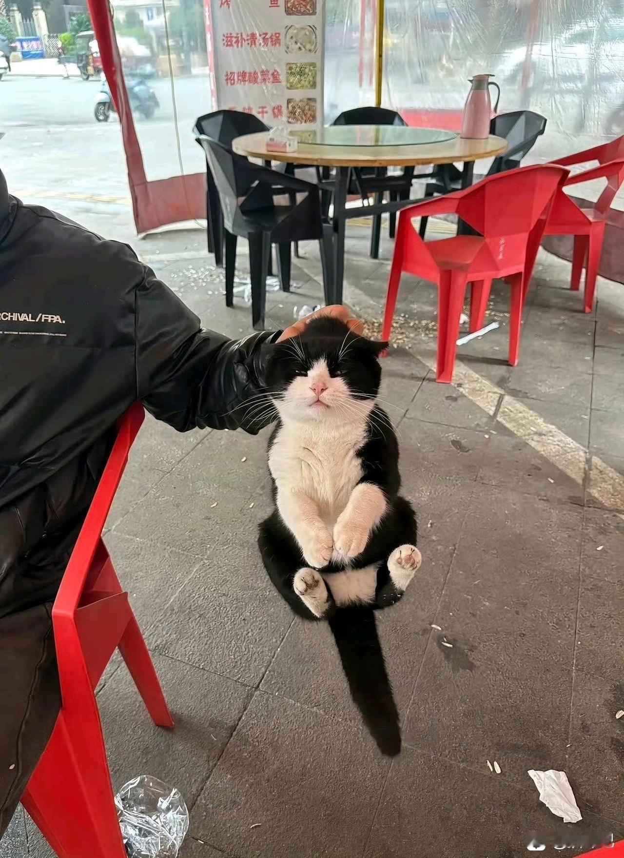 终于抓住你！捉到一只馋嘴猫，偷吃鸡腿不可饶。我想把它揍一顿，