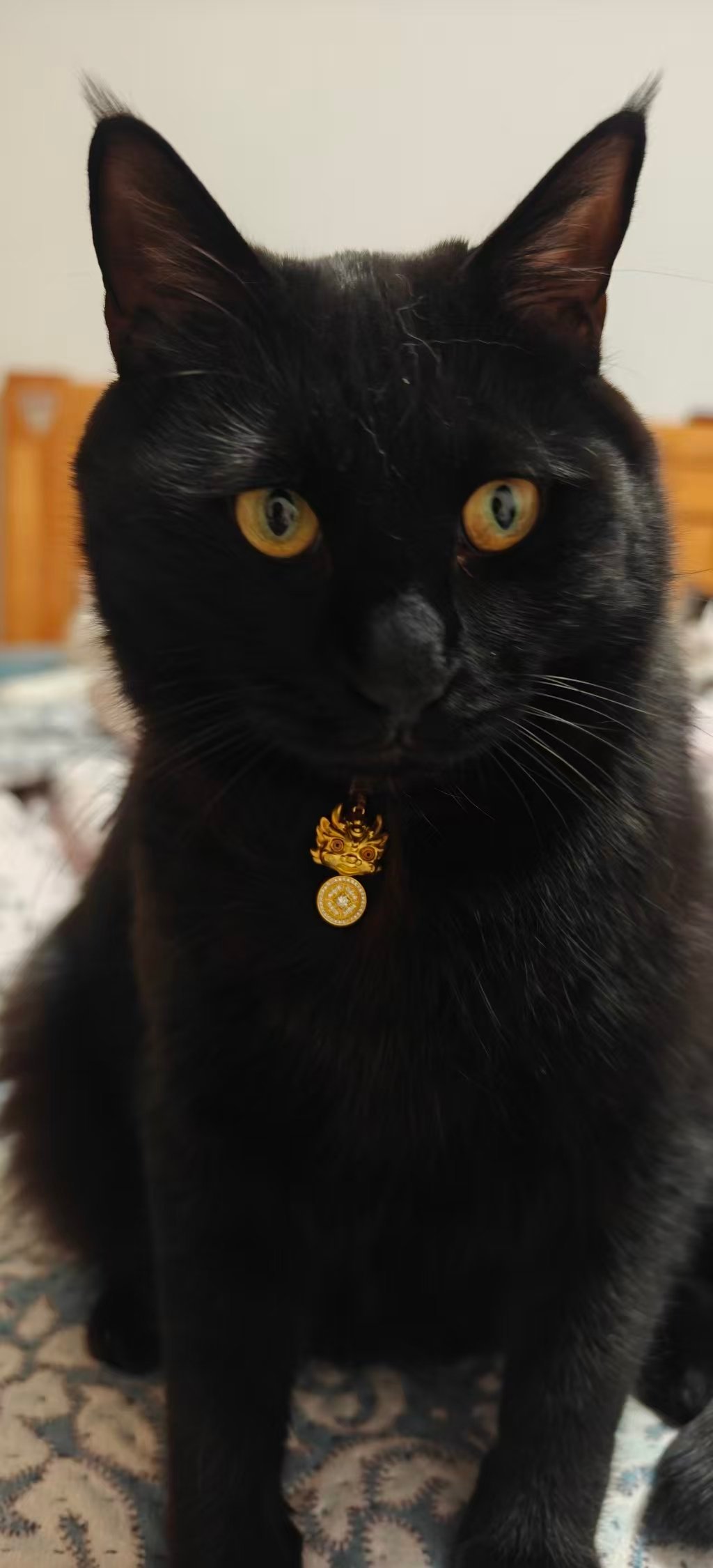 救命！这只黑猫猫也太会拿捏气质了吧！一身黑毛酷到没朋友，偏偏长了一双圆溜溜的琥珀