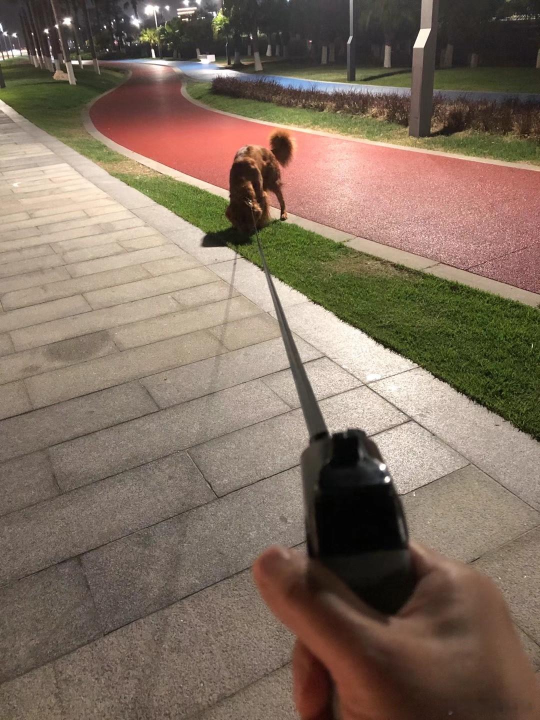 狗狗挨揍后拉三轮车去撞自家汽车，有可能是报复，也有可能就是调皮，拉着玩，这只有狗