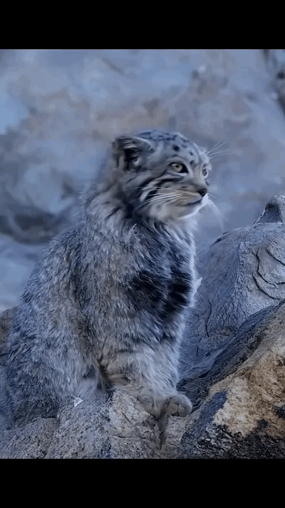 这家火，长得也太萌了吧！我看着像只野猫，可人家说这是兔狲。