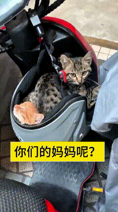 看到这个视频，瞅瞅这头盔里挤着的仨小奶猫，踏板上还藏着一只，把车主都给整心软了。