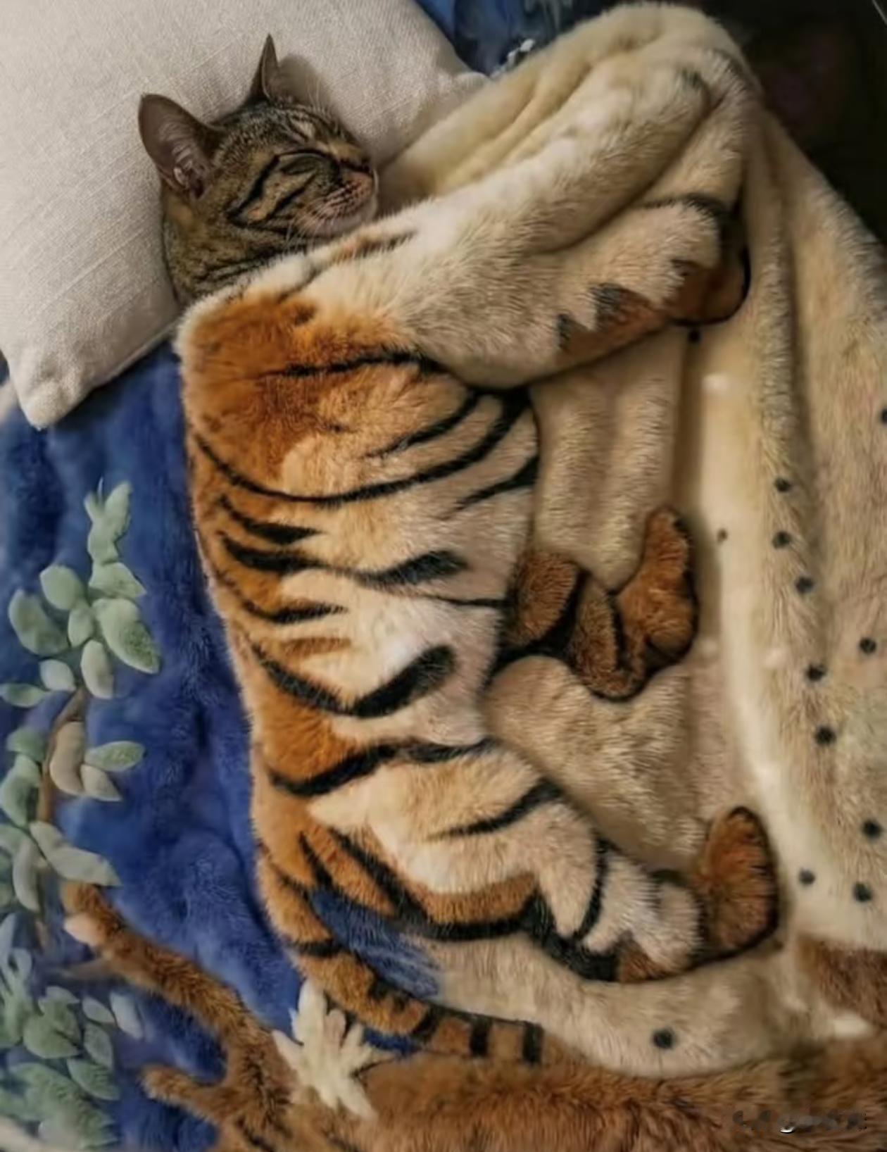 不注意看，还以为养了一只老虎