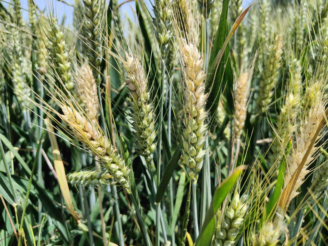 今年的天气比较特殊，尤其是在小麦扬花期，连阴雨天气比较多，而且还伴随有降雨，这种