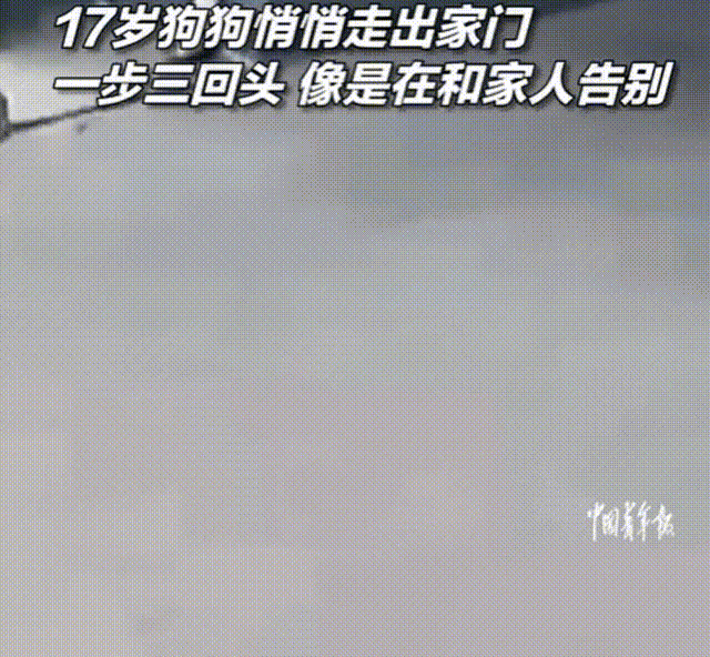 泪目！陕西宝鸡，17岁狗狗出门散步，当走到门口时，狗狗突然不动了！竟然趁着主人不