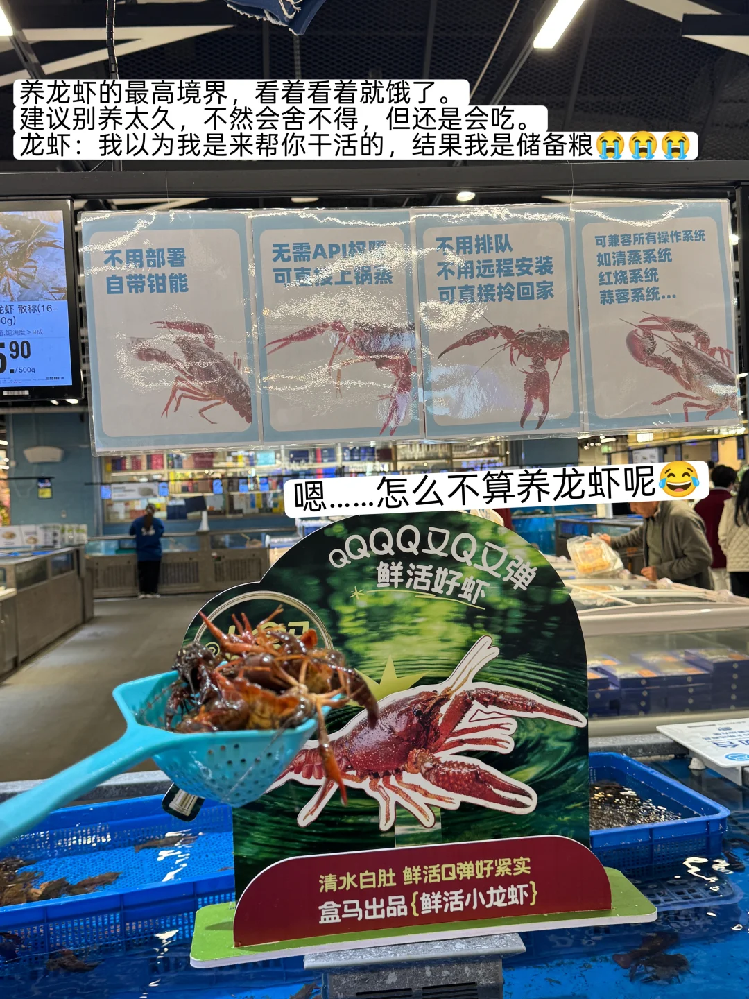养龙虾，没想到先看到的是盒马