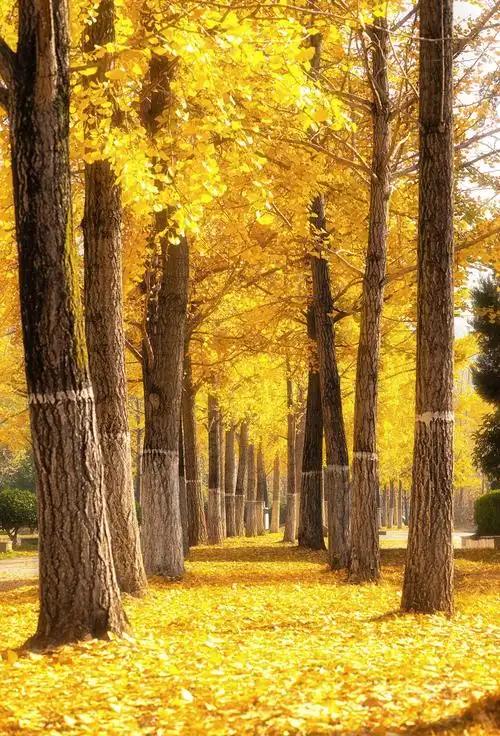 分享一下你拍的落叶都江堰，是座风景如画漂亮的城市，市区幸福大道，一环路街道两旁种