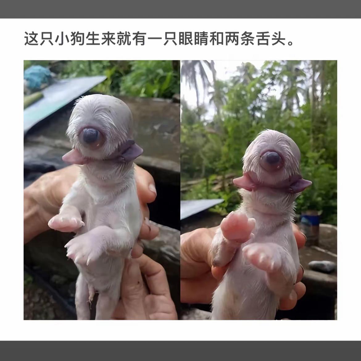 萌宠探秘：独眼小狗的奇妙世界