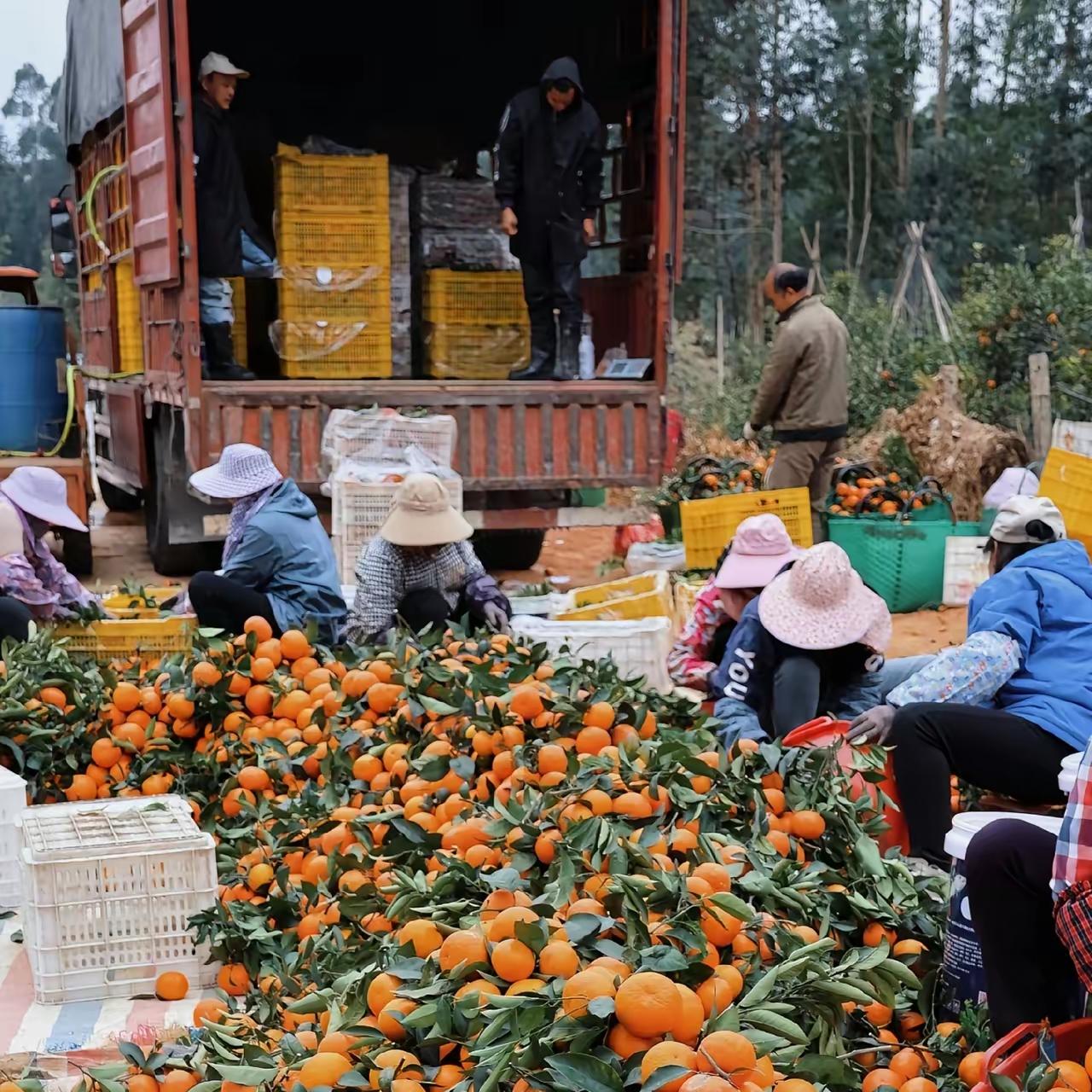 刷到个新闻，差点没气死。一个90后村干部，为了卖掉村里积压的80吨沃柑，在直播