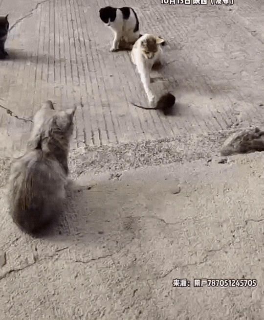 “笑不活了！”真是大型修罗场。一群猫围住了一只老鼠，其中一只猫还用爪子扒拉老