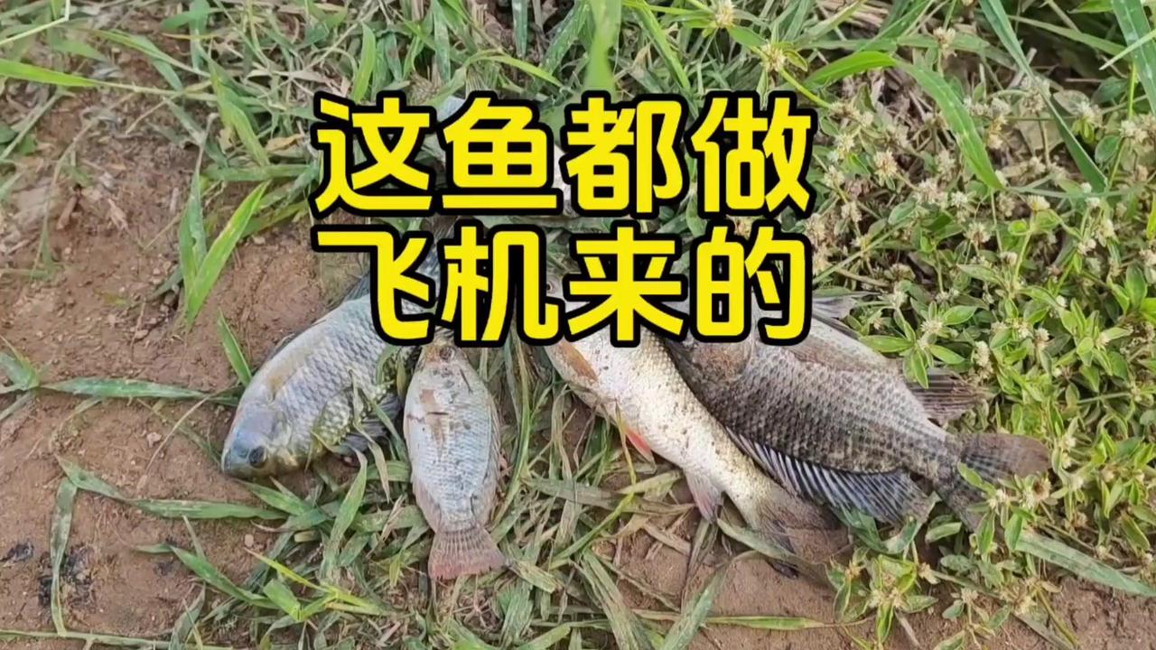 为什么罗非鱼总在水里“坐飞机”？上鱼了有点手感，估计还可以，原来是坐飞机来的小卡