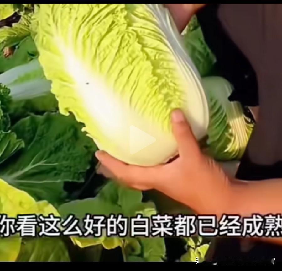 【对甲醛白菜重犯者最高应极刑】食品安全问题对人体健康最大的问题，建议对造成食