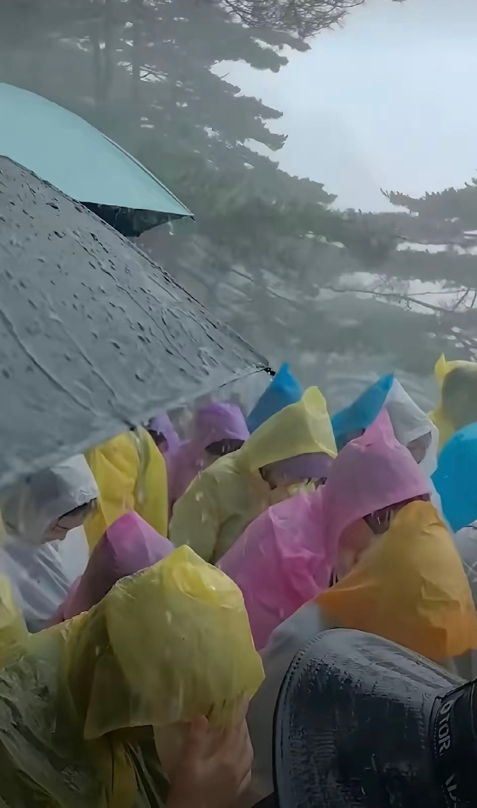 因台风白海豚滞留黄山游客发声看过一个段子太真实：上看雾，下看瀑，前后都是塑料布，