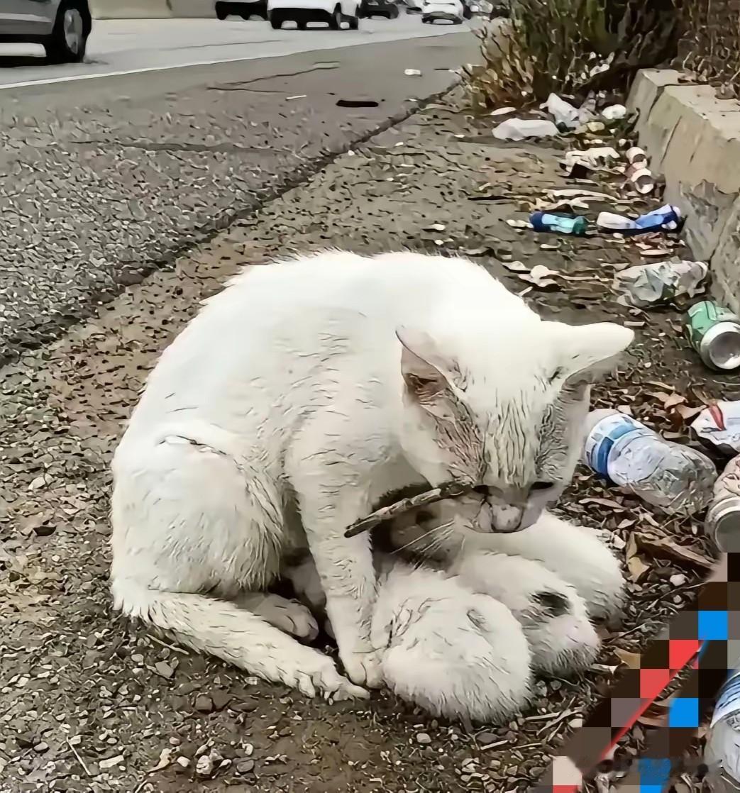 今天看到一只眼睛受伤流浪猫带着3只小猫，在华南公路上喂奶，车来车往的没人停下车看