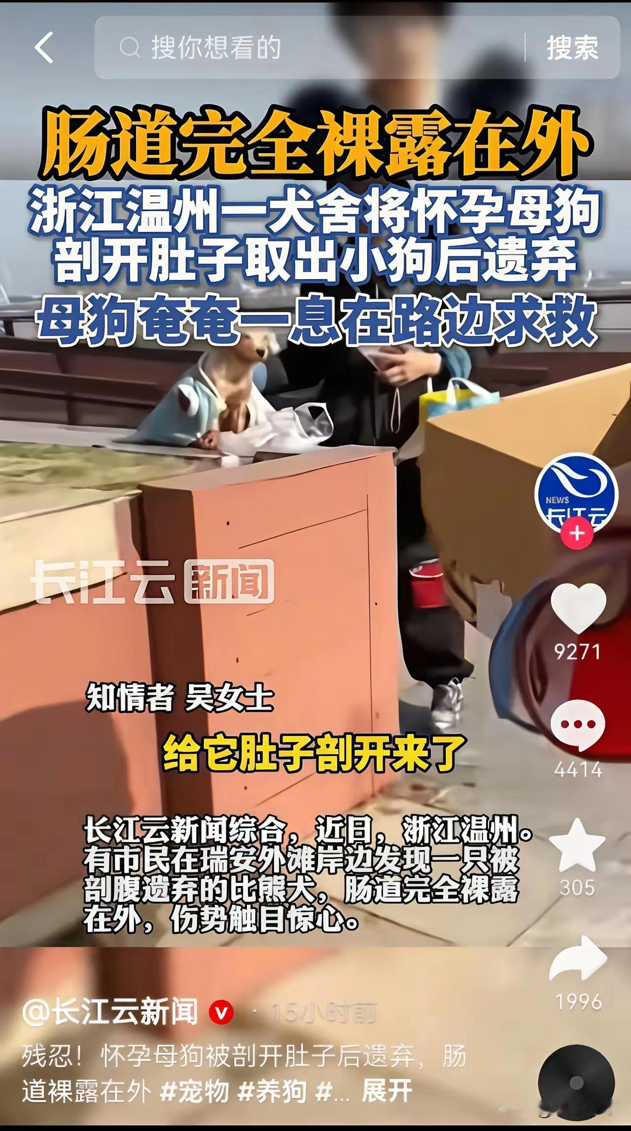 看了这个新闻，让人泪流满面，这是一只母狗难产，狗主人亲自用刀削开母狗的肚子，把狗