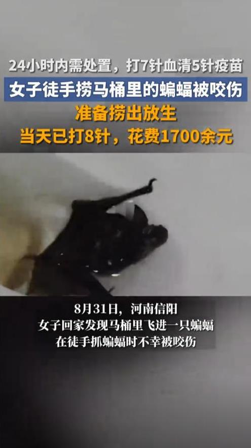 悲剧还是发生了！河南信阳，一女子回家之后正要上厕所时，结果却发现马桶里有一只蝙蝠