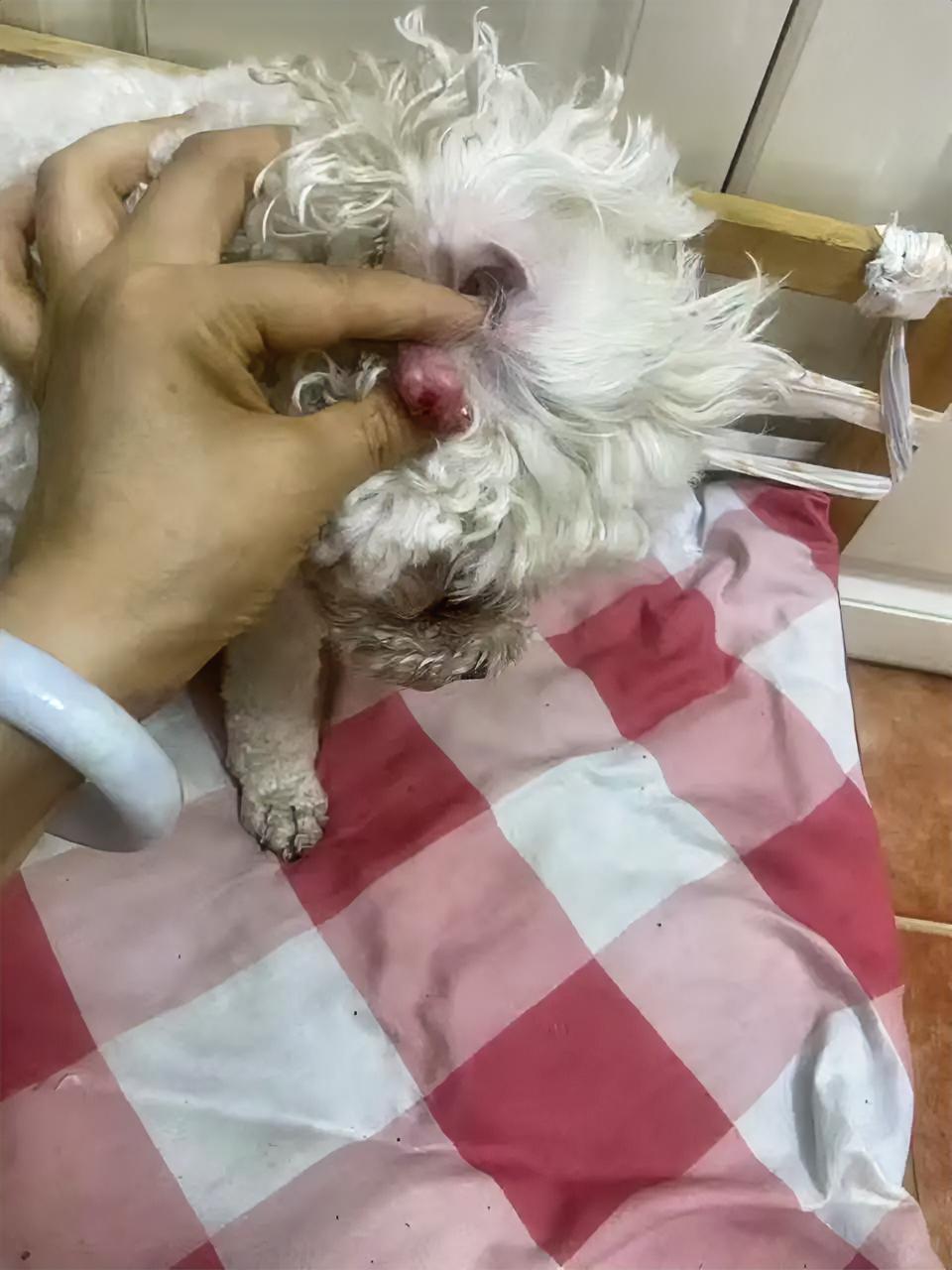 我家小狗耳朵旁边长个这样的东西。于是我带它去看医生。医生是个女人，很漂亮。我