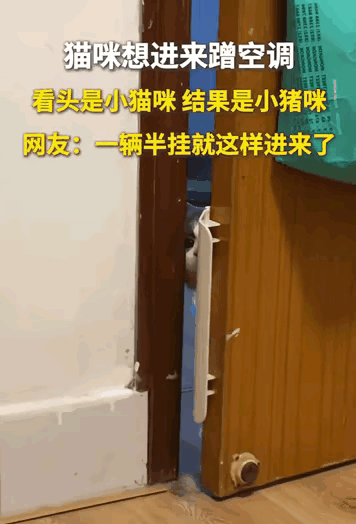 万物皆有灵性！广西，猫咪想进卧室来蹭空调，猫猫祟祟地推开个门缝，然后一步一步试探