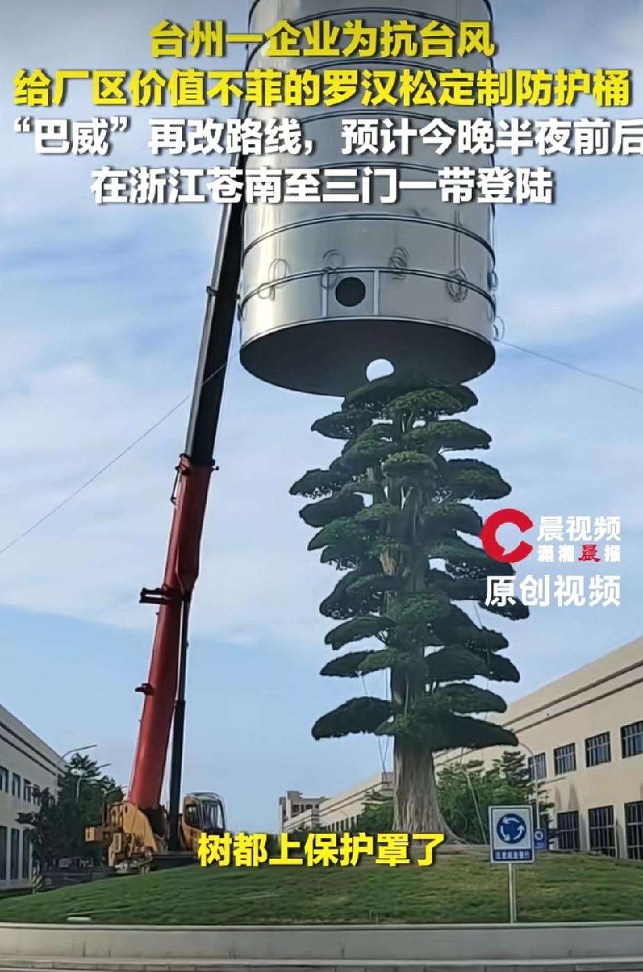 “树都上保护罩了！”浙江台州，一企业为抗台风。没想到，给一棵树套上不锈钢防护桶，