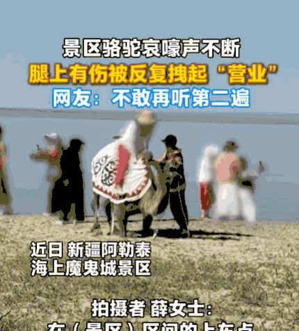 太没人性了！新疆阿勒泰，一女子正在游玩，突然听到骆驼哀嚎声。她循声望去，发现一头