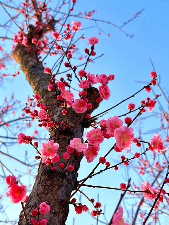 应激性开花是植物在遭遇干旱、低温、高温、营养不良、机械损伤或病虫害等逆境胁迫时，