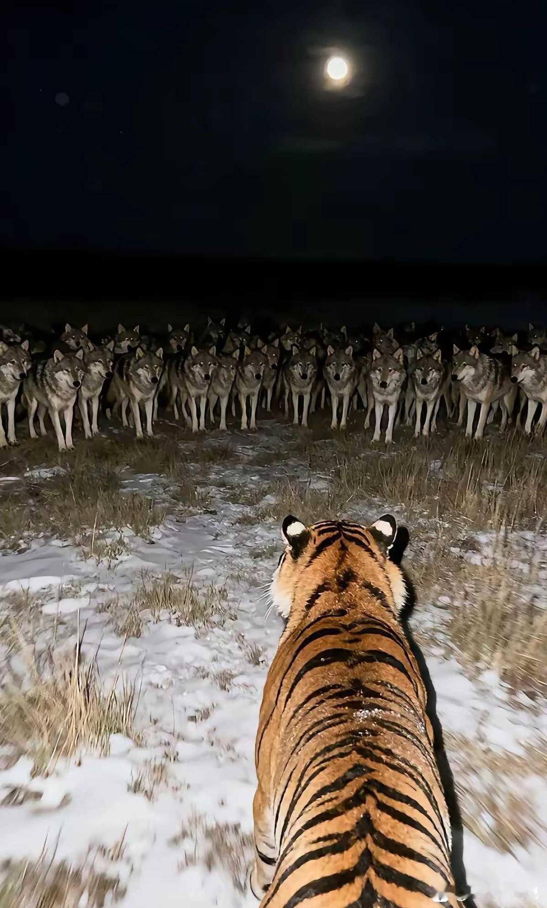 这是什么情况？就看它虎不虎了[呲牙笑]