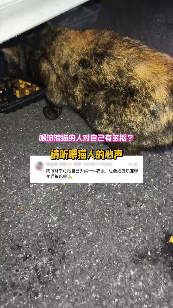 喂流浪猫的人对自己有多抠？请听喂猫人的心声。我每月宁可给自己少买一件衣服，也要