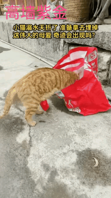 一只小橘猫不慎溺水，夭折在了池塘之中。主人将它从池塘打捞上来后，把它装进袋子放在