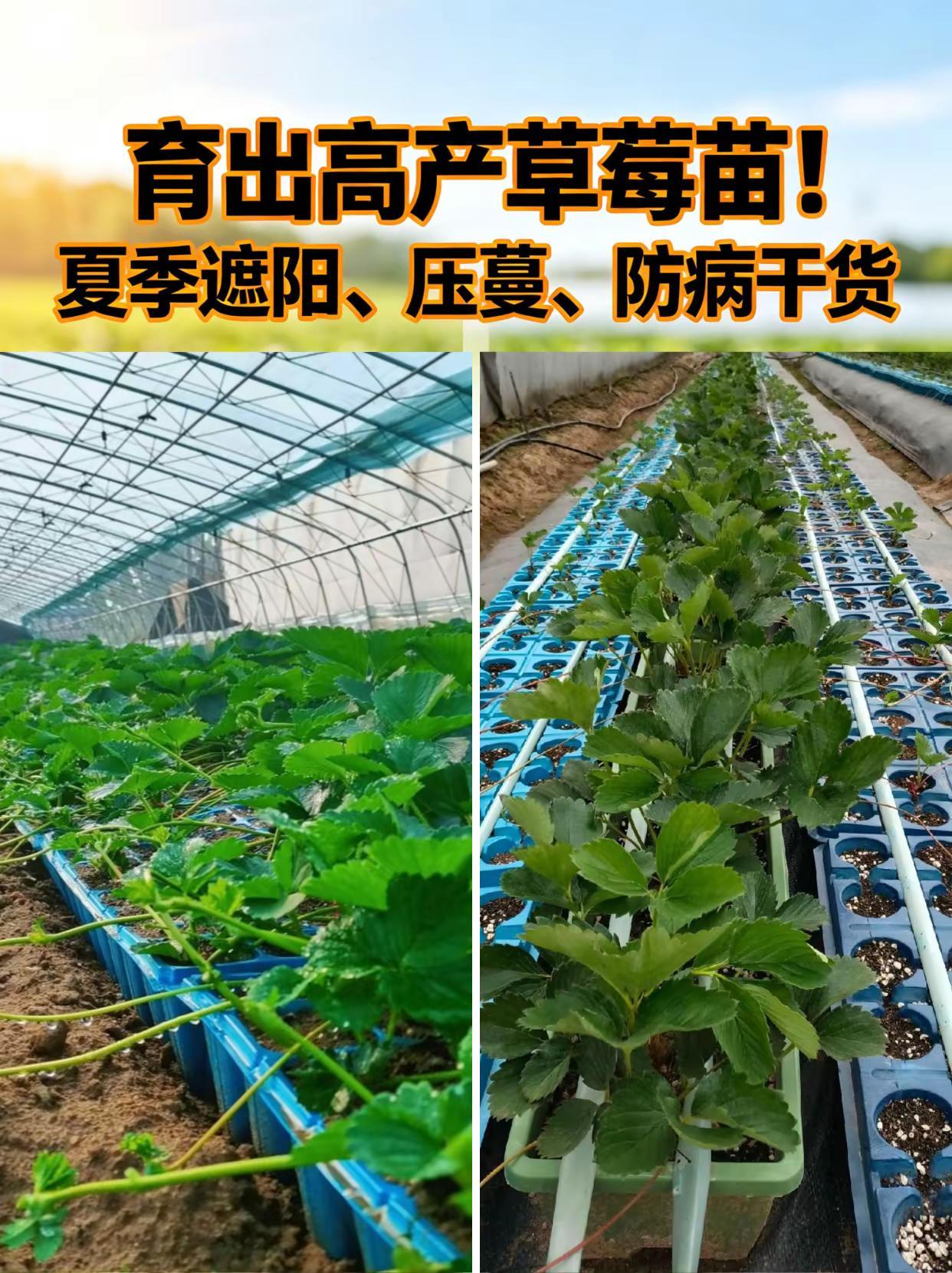 育出高产草莓苗！夏季遮阳、压蔓、防病干货。草莓育苗夏季遮阳压蔓