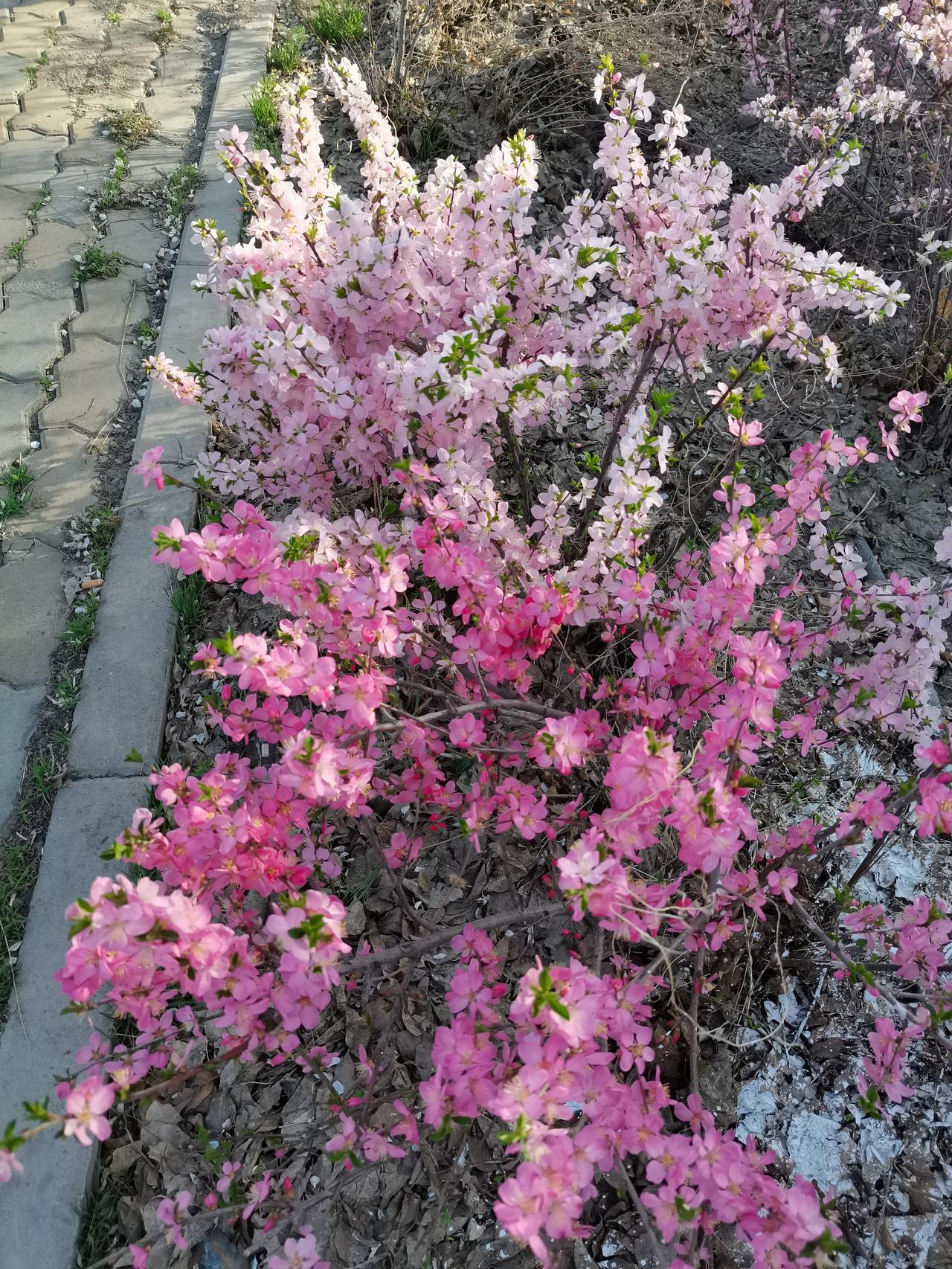 小区有一对80多岁的老人，男的老年痴呆，什么都记不住，除了家里的两条狗。其中有