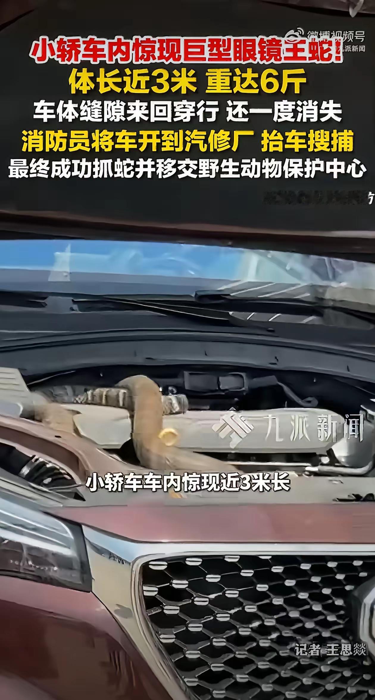 4月24日，云南玉溪发生了一件让人揪心的事，一条将近3米长的巨型眼镜王蛇，突然窜