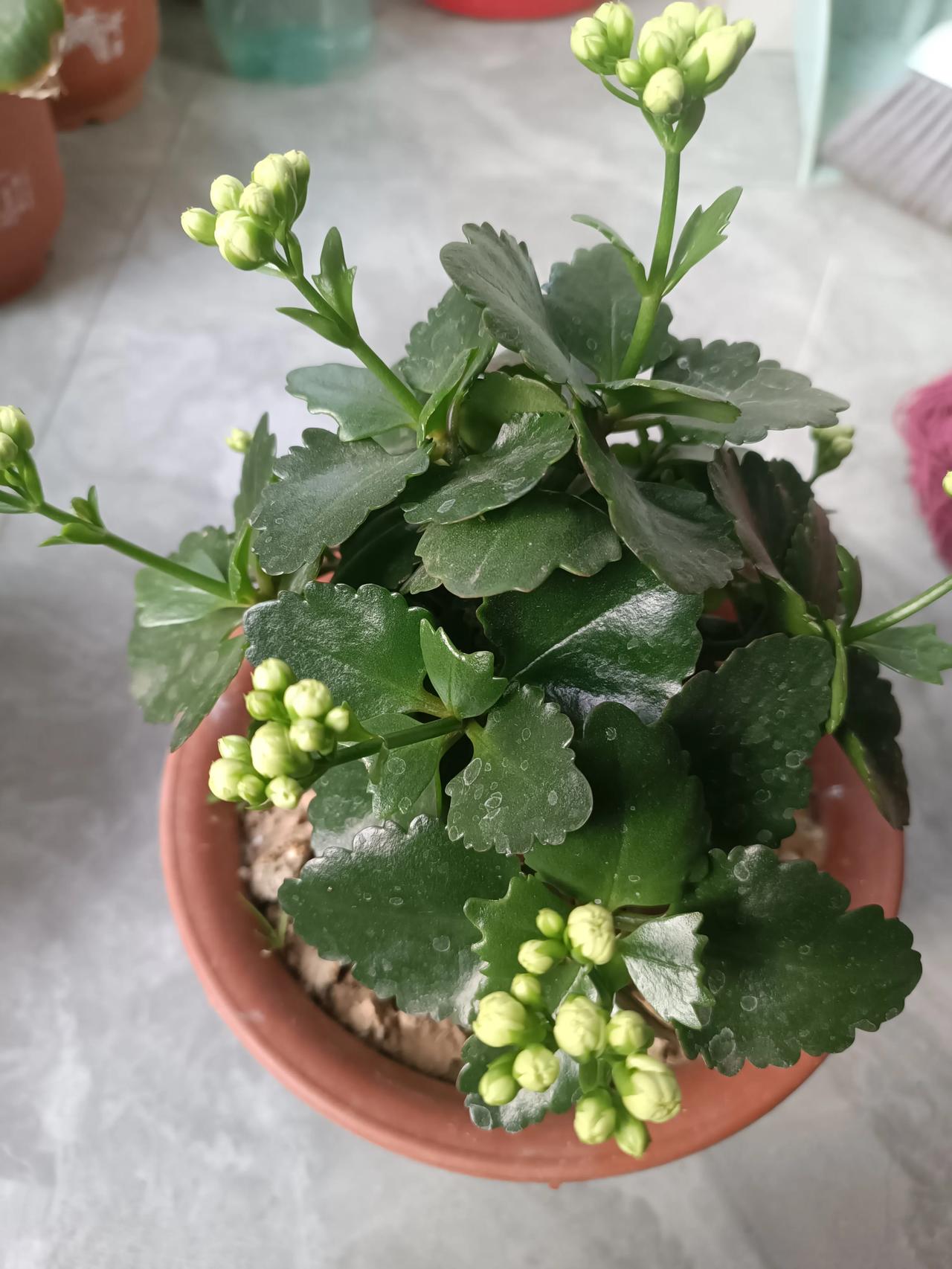 长寿花怎么养才能长的旺盛呢宝子们问的长寿花养护技巧来啦！每天给它4-6小时散射光